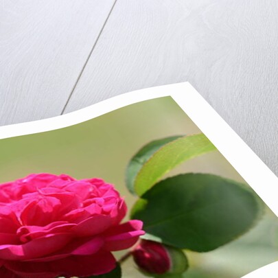 Garsington David Austin Rose, 2009 by Sarah O'Toole