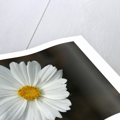 Garsington Cosmos, 2009 by Sarah O'Toole