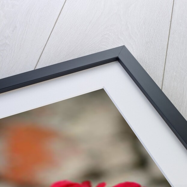 Garsington Rose, 2009 by Sarah O'Toole