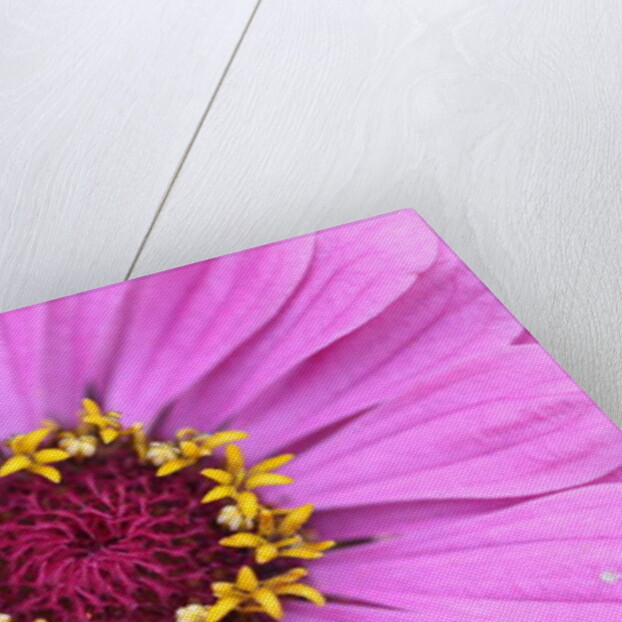 Garsington Papavev Poppy, 2009 by Sarah O'Toole