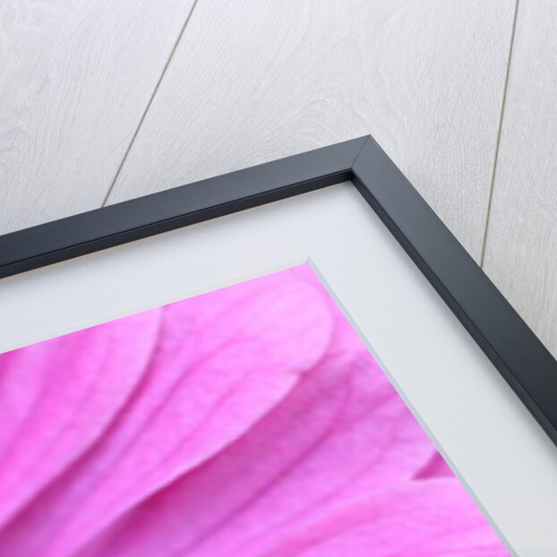 Garsington Papavev Poppy, 2009 by Sarah O'Toole