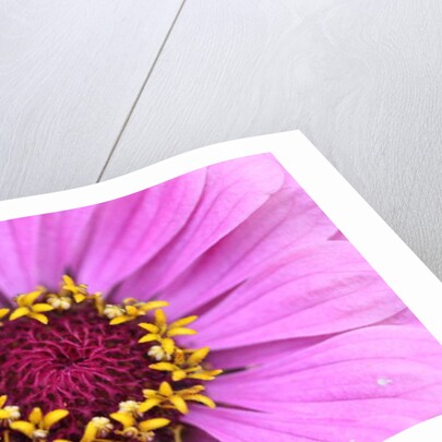 Garsington Papavev Poppy, 2009 by Sarah O'Toole