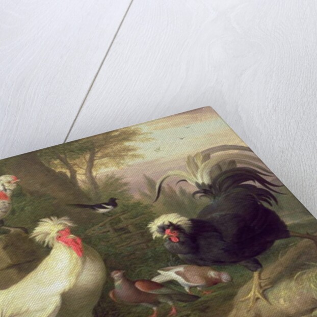 Cockerels and Pigeons by Jakob Bogdani or Bogdany