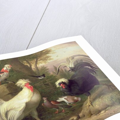 Cockerels and Pigeons by Jakob Bogdani or Bogdany