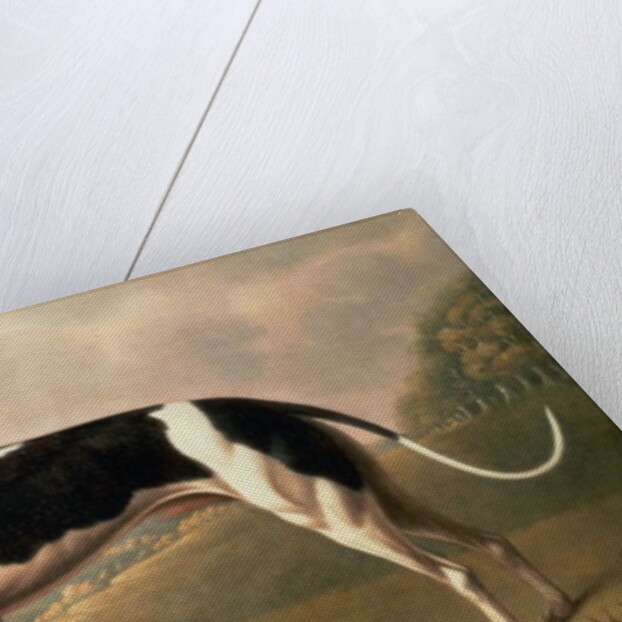 Greyhound, 1800 by Benjamin Killingbeck