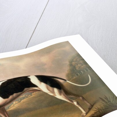 Greyhound, 1800 by Benjamin Killingbeck