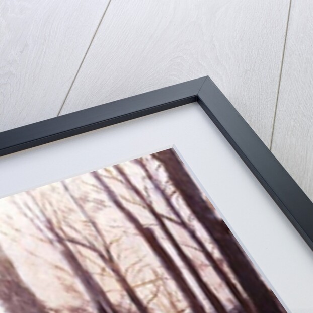 Snow at Broadlands by Paul Stewart