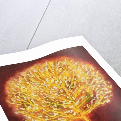 Blossoming Tree, 1997 by Peter Davidson