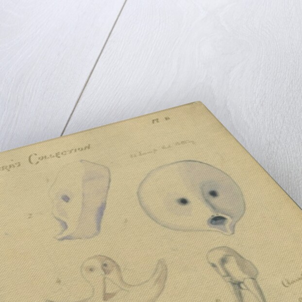 Mr Shapira's Collection by Claude Conder