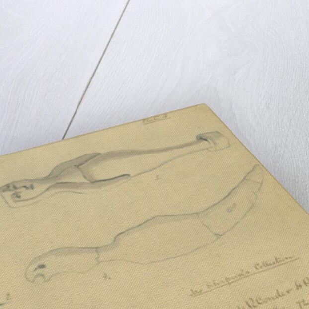 Mr Shapira's Collection by Claude Conder