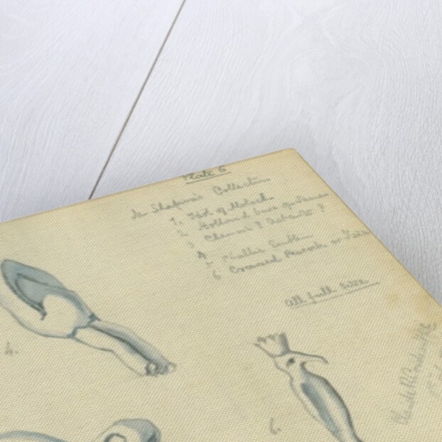 Mr Shapira's Collection by Claude Conder