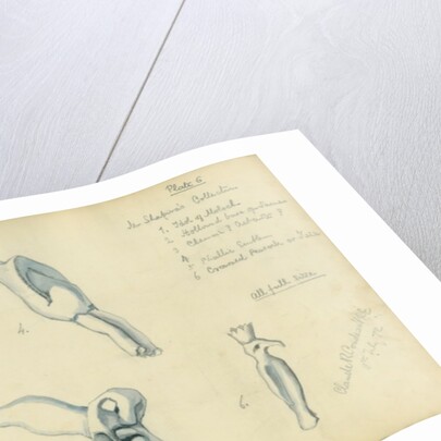 Mr Shapira's Collection by Claude Conder