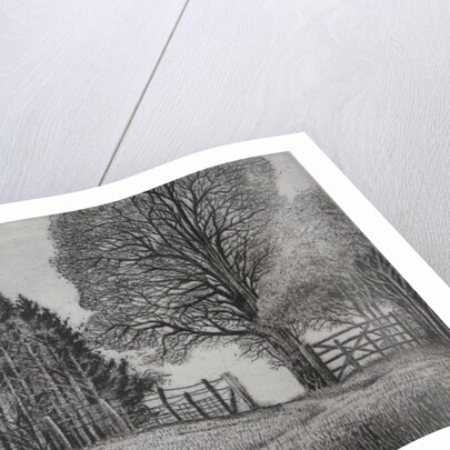 The Forest Path - Spring by Peter A Ford