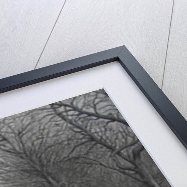 Kew Gardens in Winter by Peter A Ford