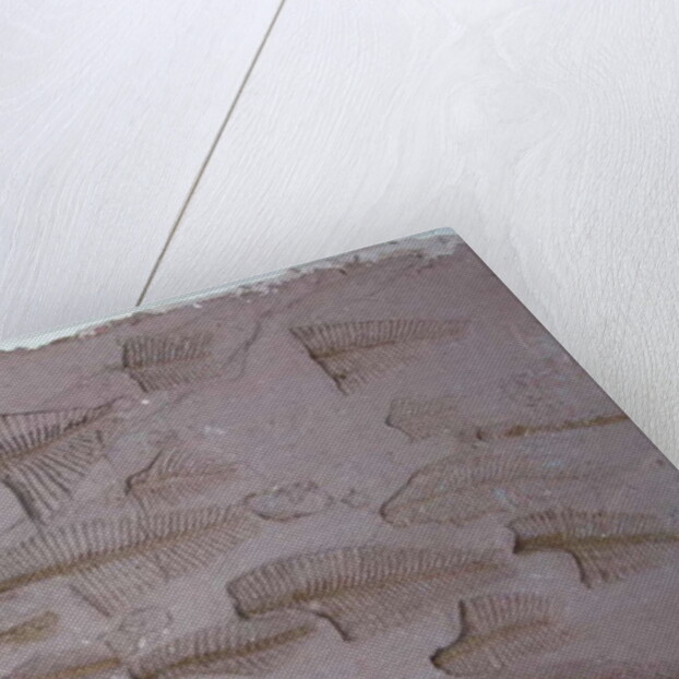 Shoal by Peter A Ford