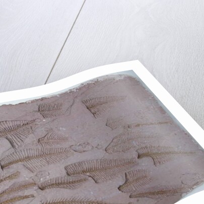 Shoal by Peter A Ford