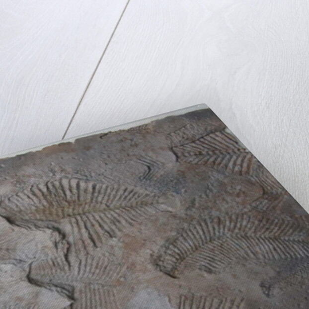 Signs of Life XIV by Peter A Ford