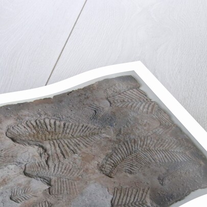 Signs of Life XIV by Peter A Ford