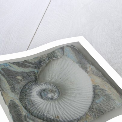 Helix 1 by Peter A Ford