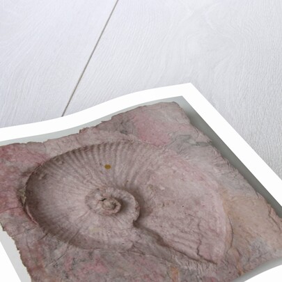 Helix 3 by Peter A Ford