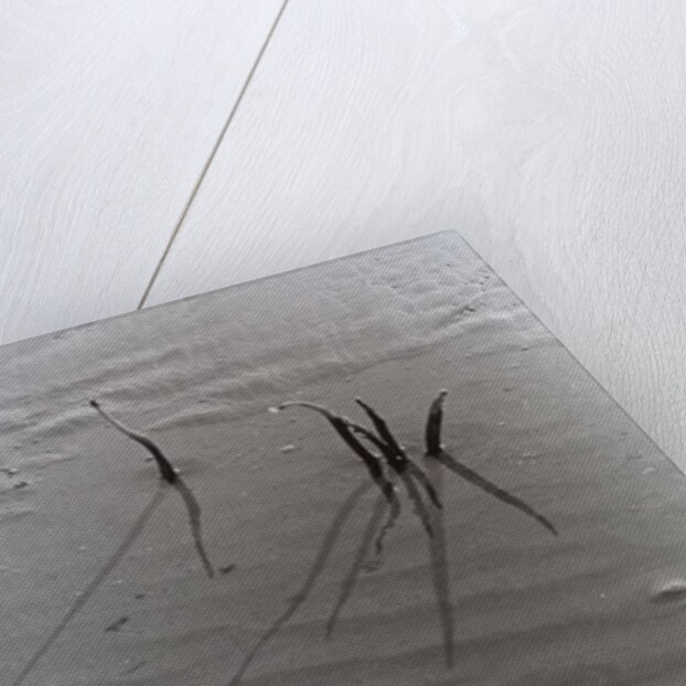 VINTAGE B&W PHOTO No.4, 1985 by Peter McClure