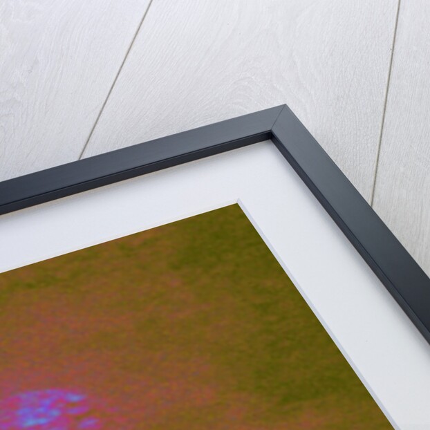 GEOMETRIST: ISAAC NEWTON...PIX-ELATED, 2014 by Peter McClure