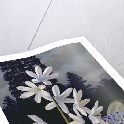 Scillas by Raymond Booth