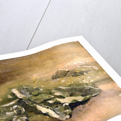 A Study of Burdock by John Constable