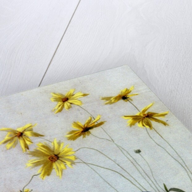 Study of Yellow Daisies, a Design for wallpaper by English School