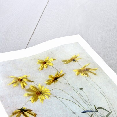 Study of Yellow Daisies, a Design for wallpaper by English School