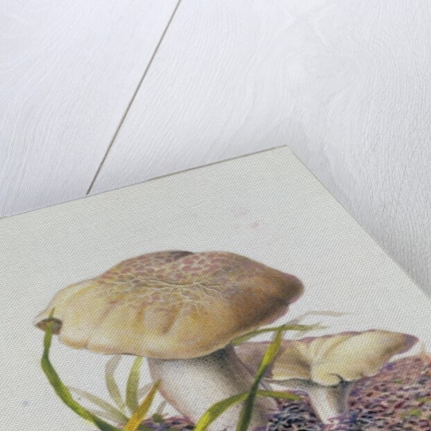 Study of Fungi by Josef Fleischmann