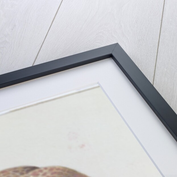 Study of Fungi by Josef Fleischmann