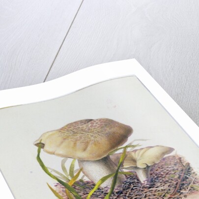 Study of Fungi by Josef Fleischmann