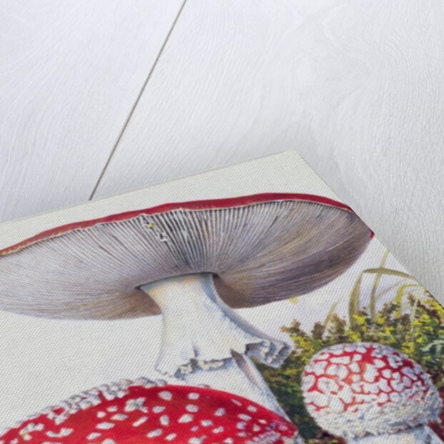 Study of Fungus by Josef Fleischmann