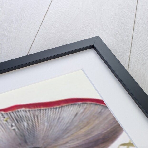 Study of Fungus by Josef Fleischmann