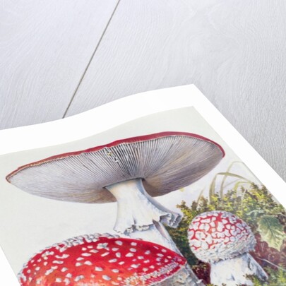 Study of Fungus by Josef Fleischmann