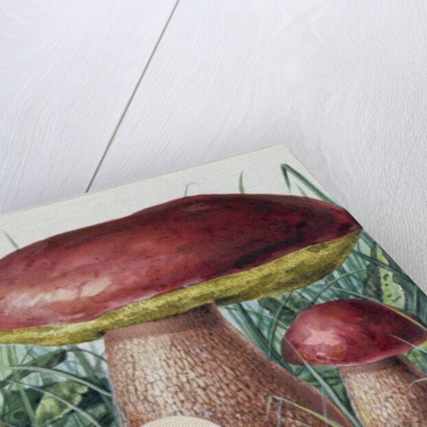 Study of Fungus by Josef Fleischmann