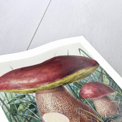 Study of Fungus by Josef Fleischmann