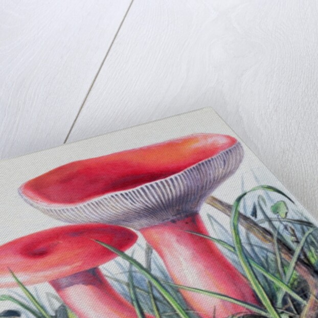 Study of Fungus by Josef Fleischmann