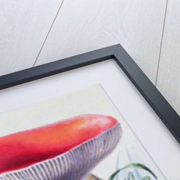 Study of Fungus by Josef Fleischmann