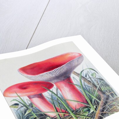 Study of Fungus by Josef Fleischmann