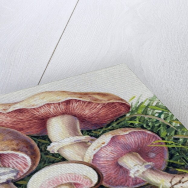 Study of Fungus by Josef Fleischmann