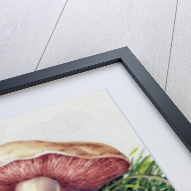 Study of Fungus by Josef Fleischmann