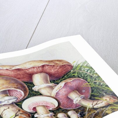 Study of Fungus by Josef Fleischmann