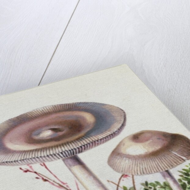 Study of Fungus by Josef Fleischmann