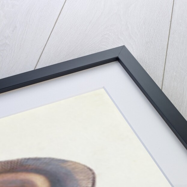 Study of Fungus by Josef Fleischmann