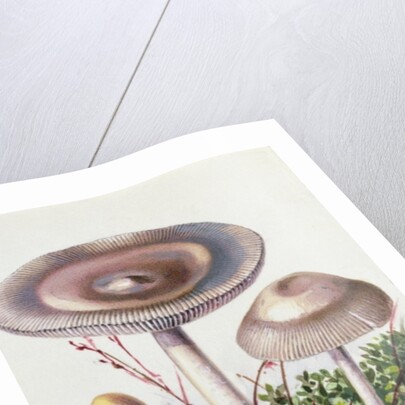 Study of Fungus by Josef Fleischmann