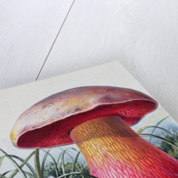 Study of Fungus by Josef Fleischmann