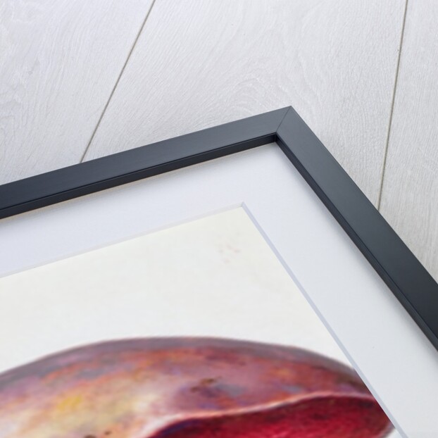 Study of Fungus by Josef Fleischmann