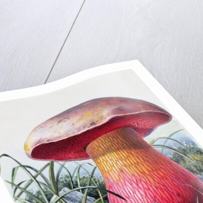 Study of Fungus by Josef Fleischmann